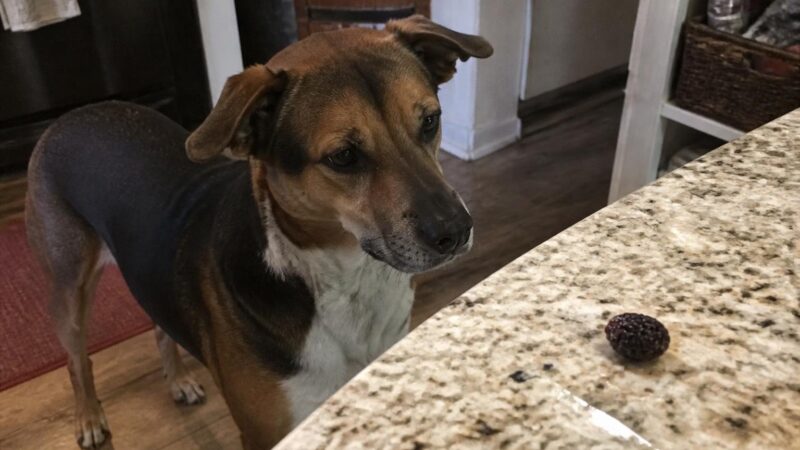 Can Dogs Eat Mulberries?