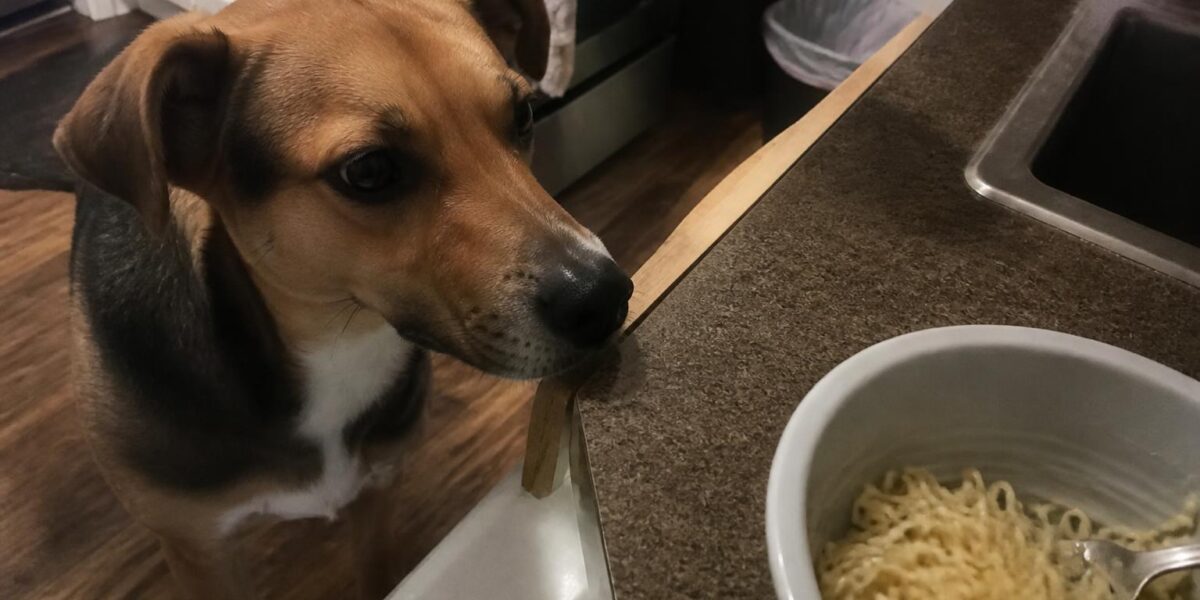 Can Dogs Eat Noodles?