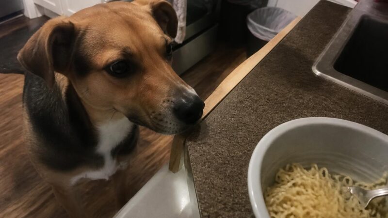 Can Dogs Eat Noodles?
