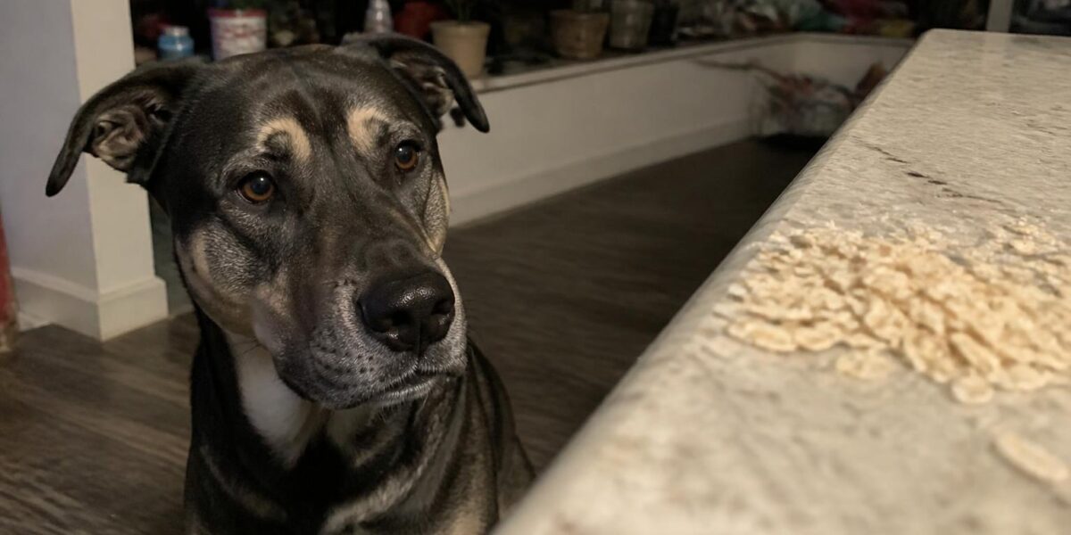 Can Dogs Eat Oats?