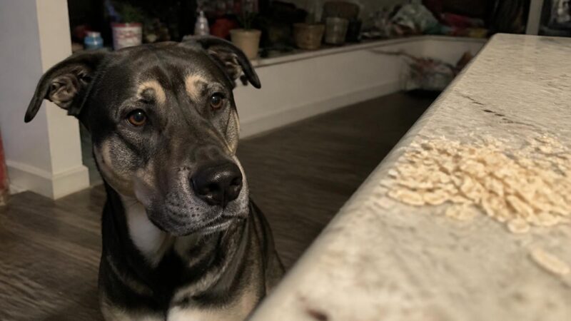 Can Dogs Eat Oats?