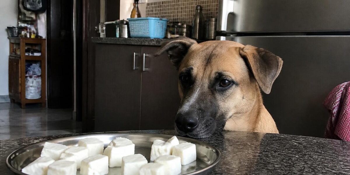 Can Dogs Eat Paneer?