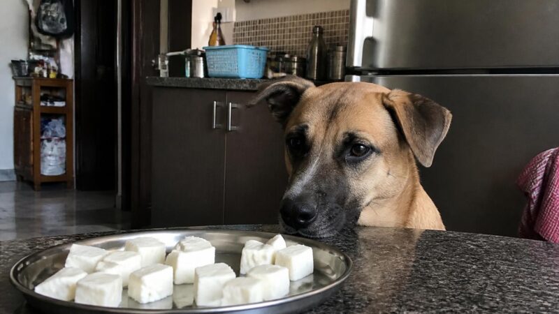 Can Dogs Eat Paneer?