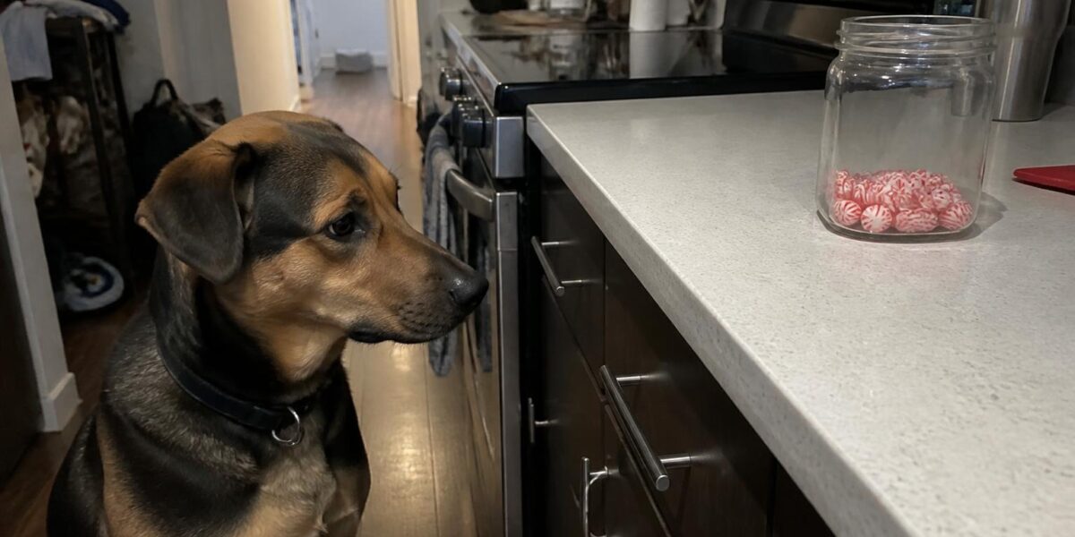 Can Dogs Eat Peppermint?