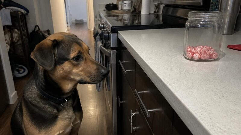 Can Dogs Eat Peppermint?