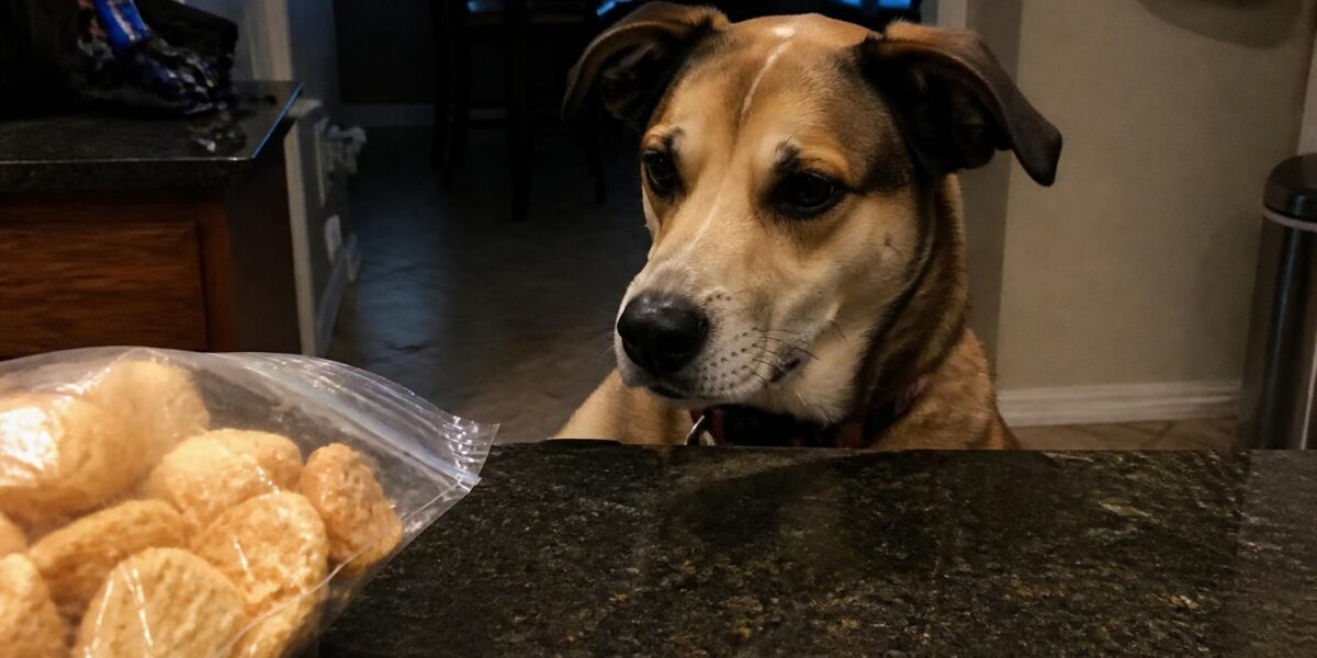 Can Dogs Eat Pork Rinds?