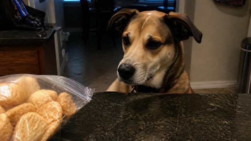 Can Dogs Eat Pork Rinds?