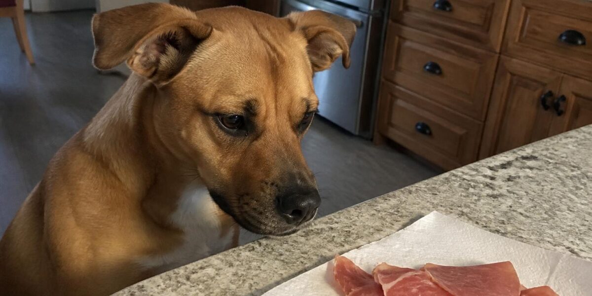 Can Dogs Eat Prosciutto?
