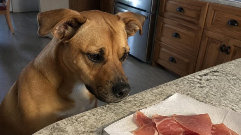 Can Dogs Eat Prosciutto?