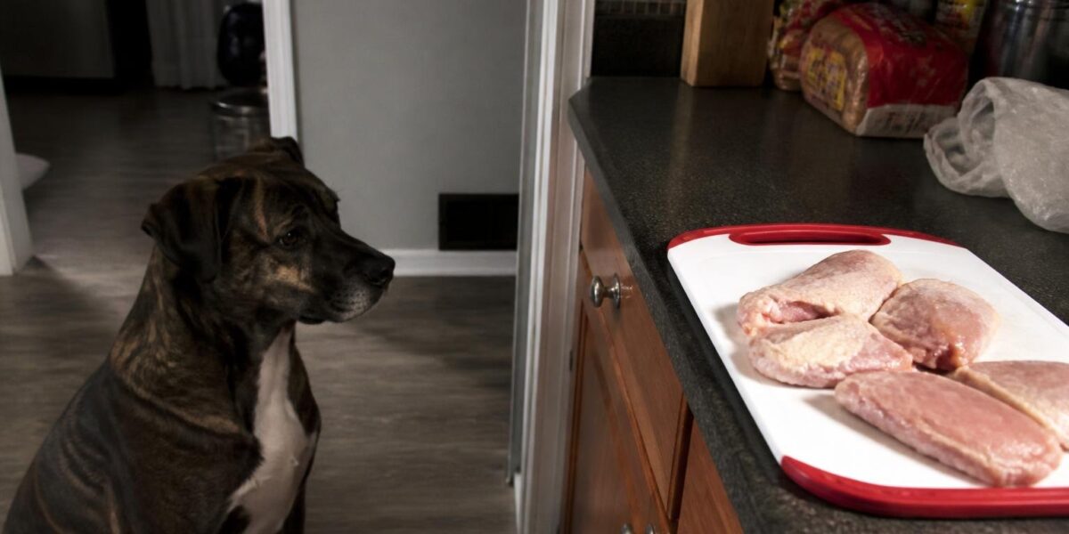 Can Dogs Eat Raw Chicken?