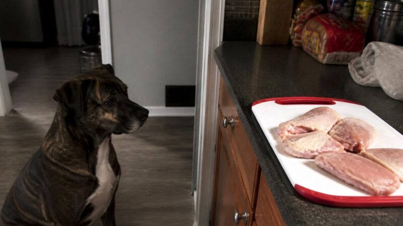 Can Dogs Eat Raw Chicken?