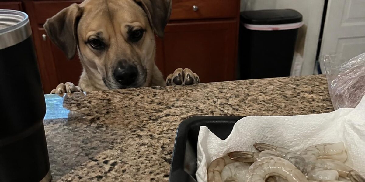 Can Dogs Eat Raw Shrimp?