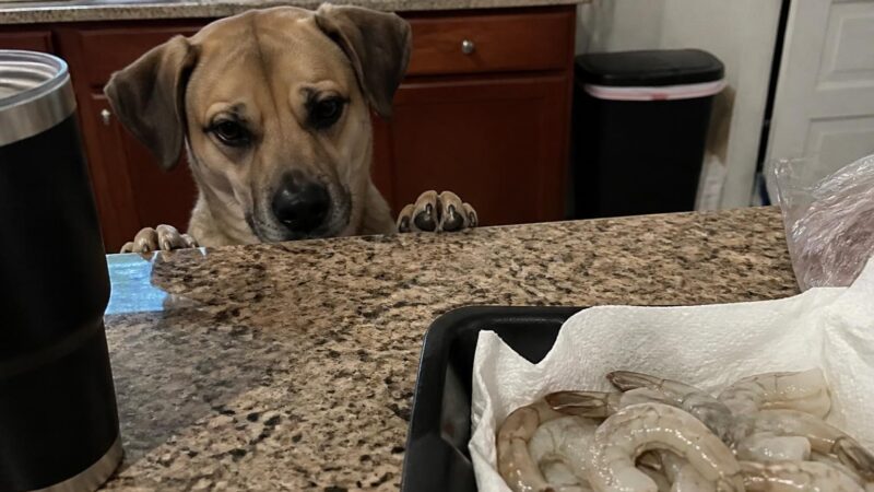Can Dogs Eat Raw Shrimp?