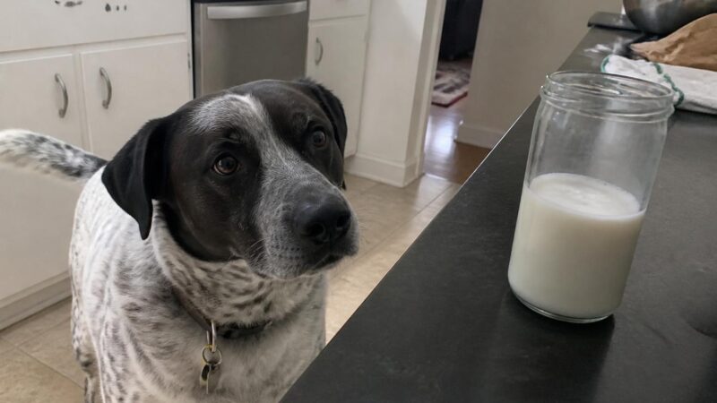 Can Dogs Eat Rice Milk?
