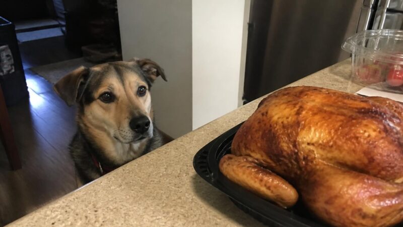 Can Dogs Eat Rotisserie Chicken?