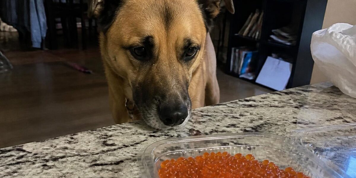 Can Dogs Eat Salmon Roe?