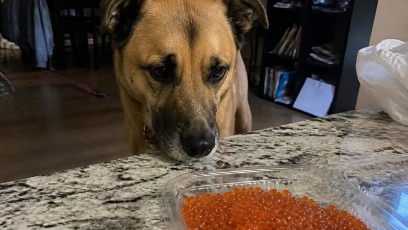 Can Dogs Eat Salmon Roe?