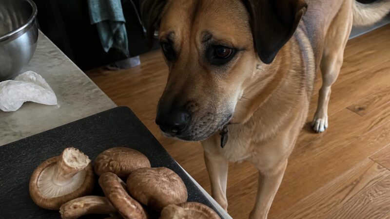 Can Dogs Eat Shiitake Mushrooms?