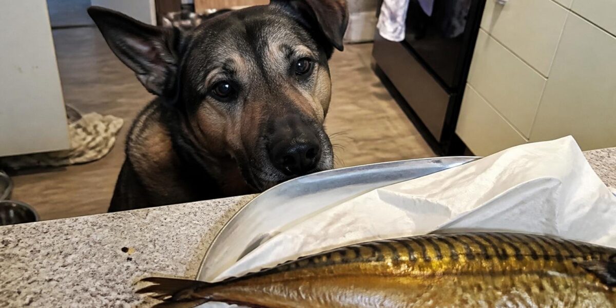 Can Dogs Eat Smoked Mackerel?