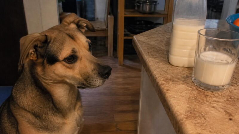Can Dogs Eat Soy Milk?