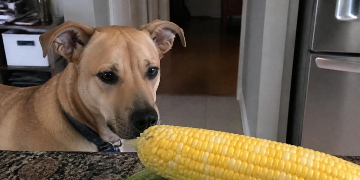 Can Dogs Eat Sweet Corn?