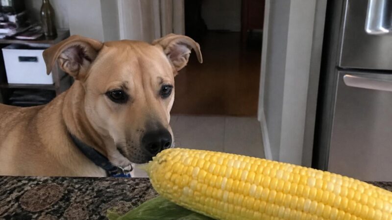 Can Dogs Eat Sweet Corn?