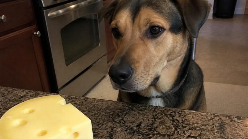 Can Dogs Eat Swiss Cheese?