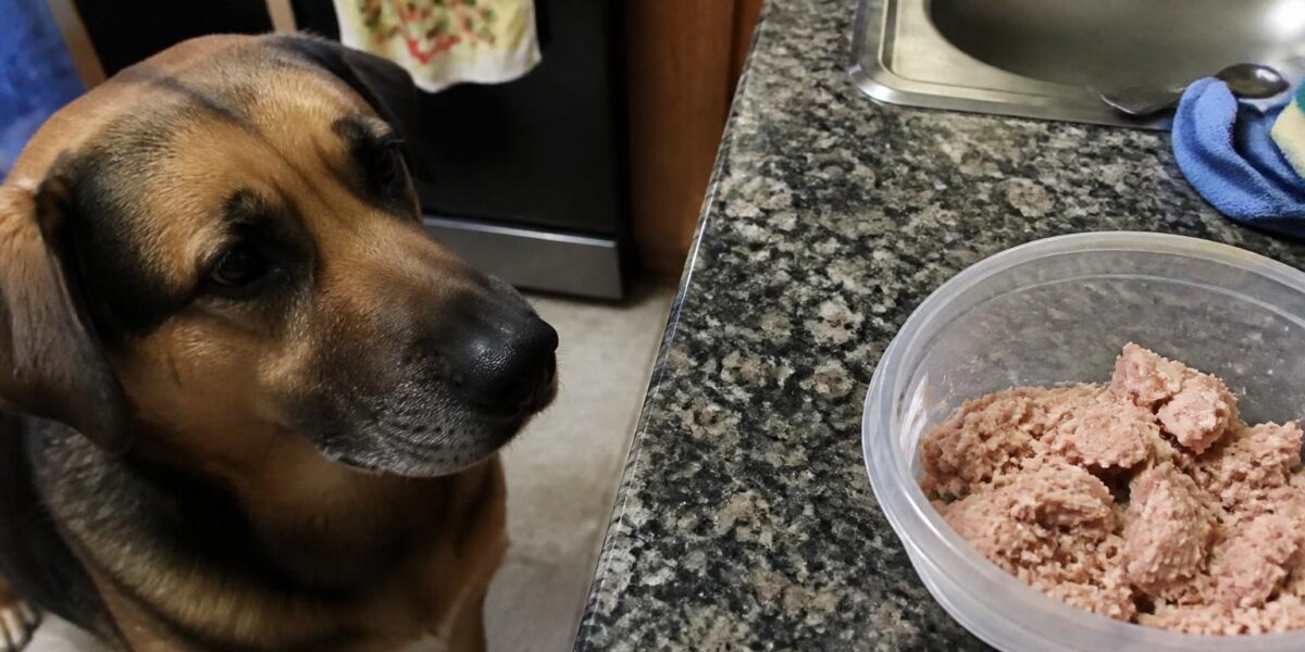 Can Dogs Eat Tuna Fish?