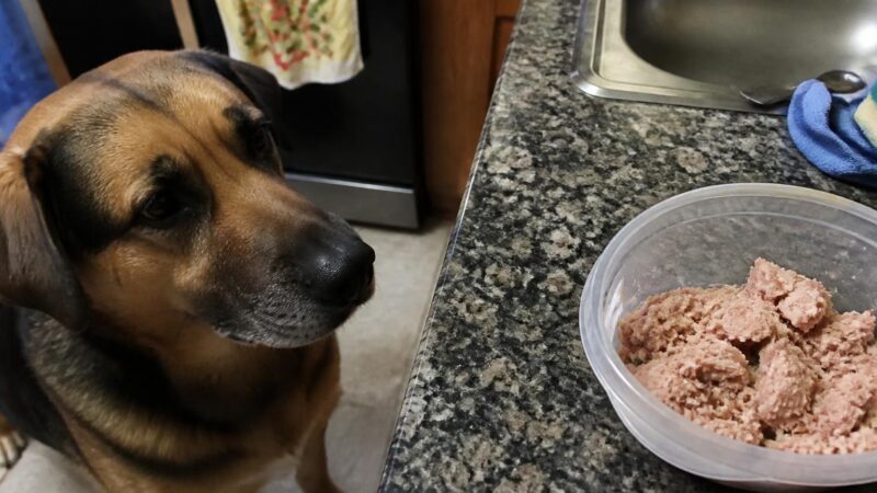 Can Dogs Eat Tuna Fish?