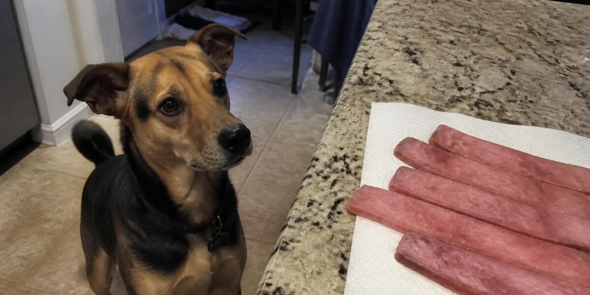 Can Dogs Eat Turkey Bacon?