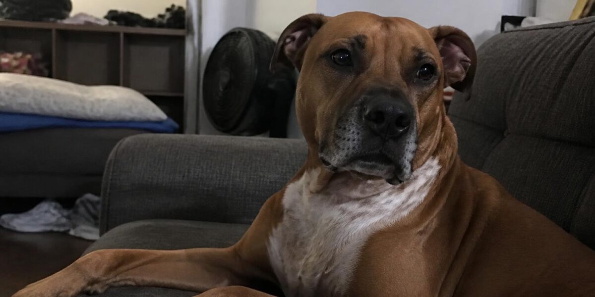 Can Parrots Eat Cashews?