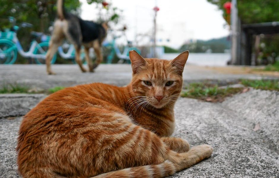 Ginger tabby cat lounging on a sidewalk with a dog in the background.