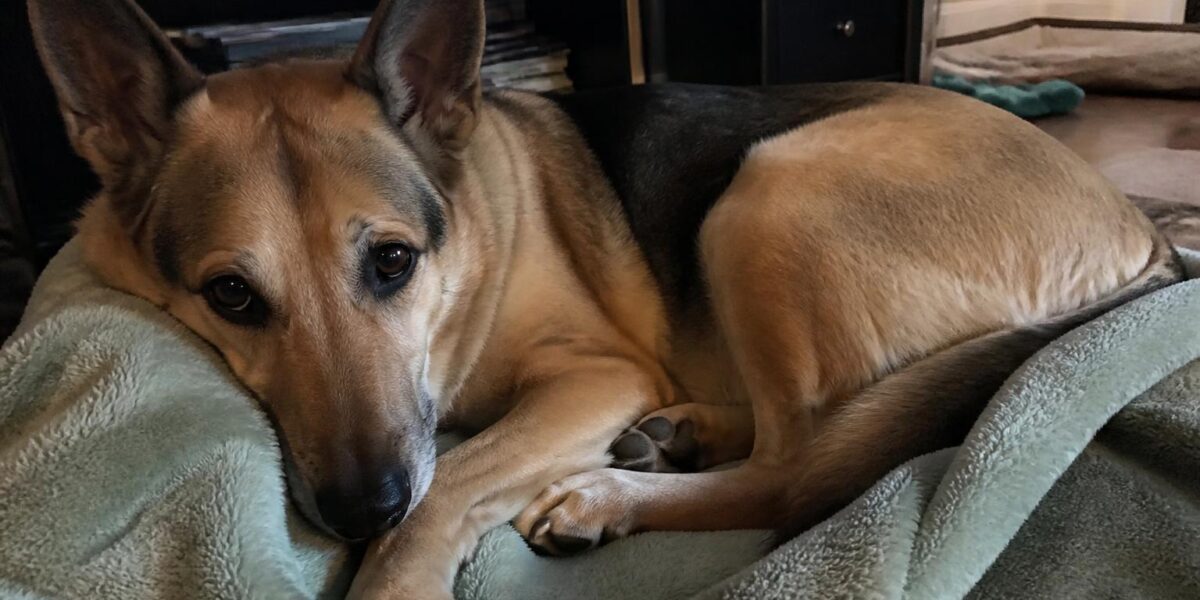 Feeding a Bloat-Prone or Large-Breed Dog