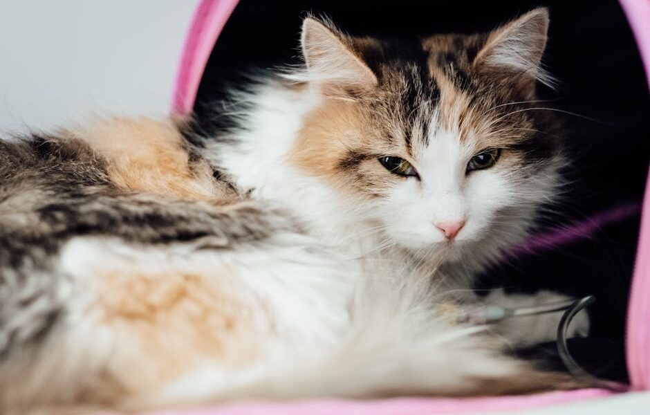 A close-up of a tabby cat receiving IV therapy at a pet clinic. Ideal for veterinary care themes.