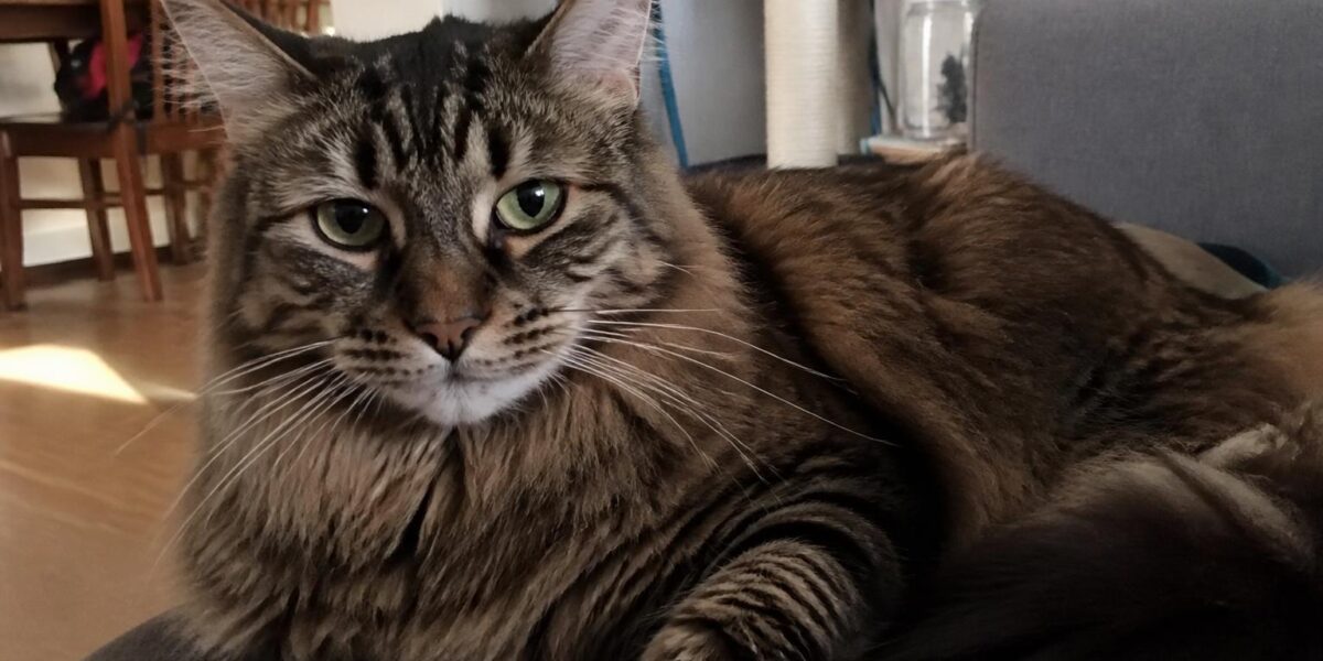 Feeding a Cat With Food Allergies