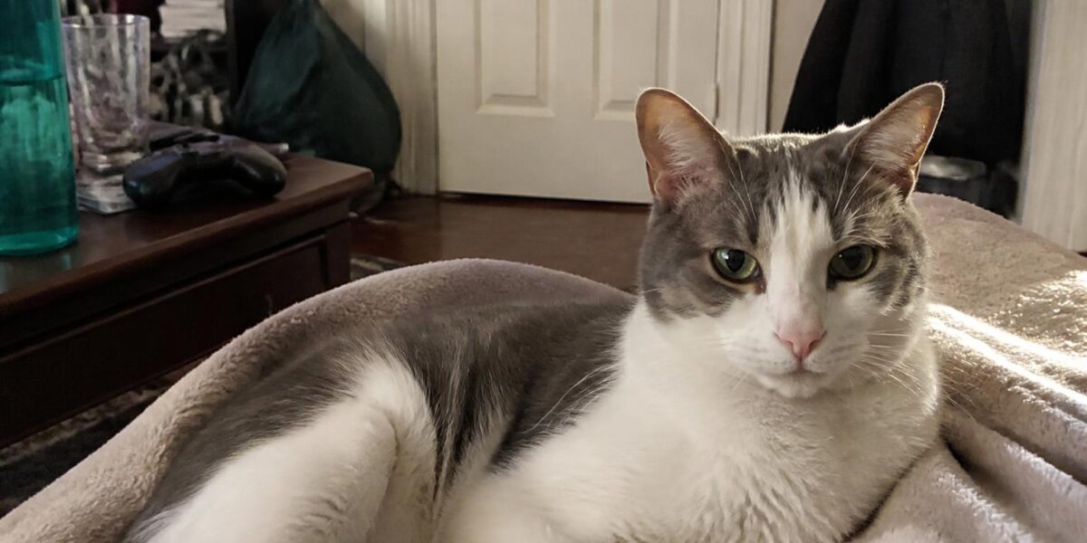 Feeding a Cat With IBD