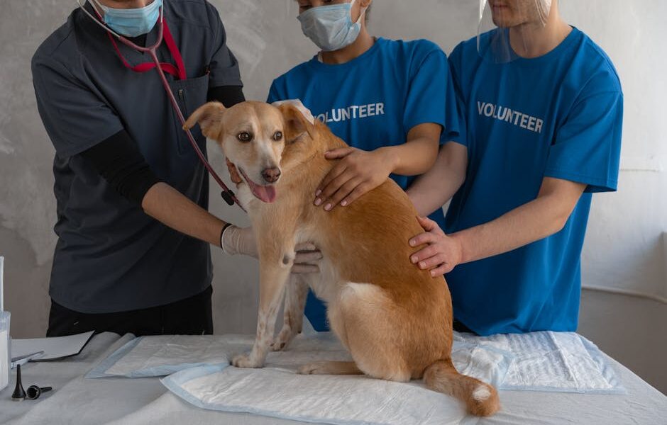 Veterinarian and volunteers caring for a dog during a check-up at a clinic.