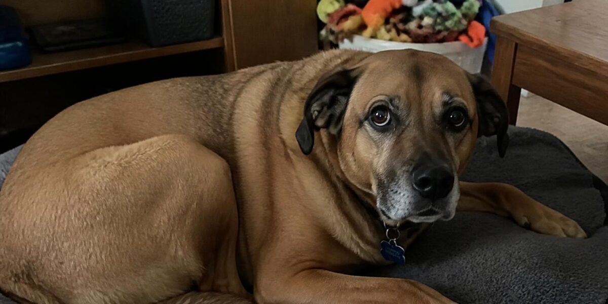 Feeding a Dog With Food Allergies