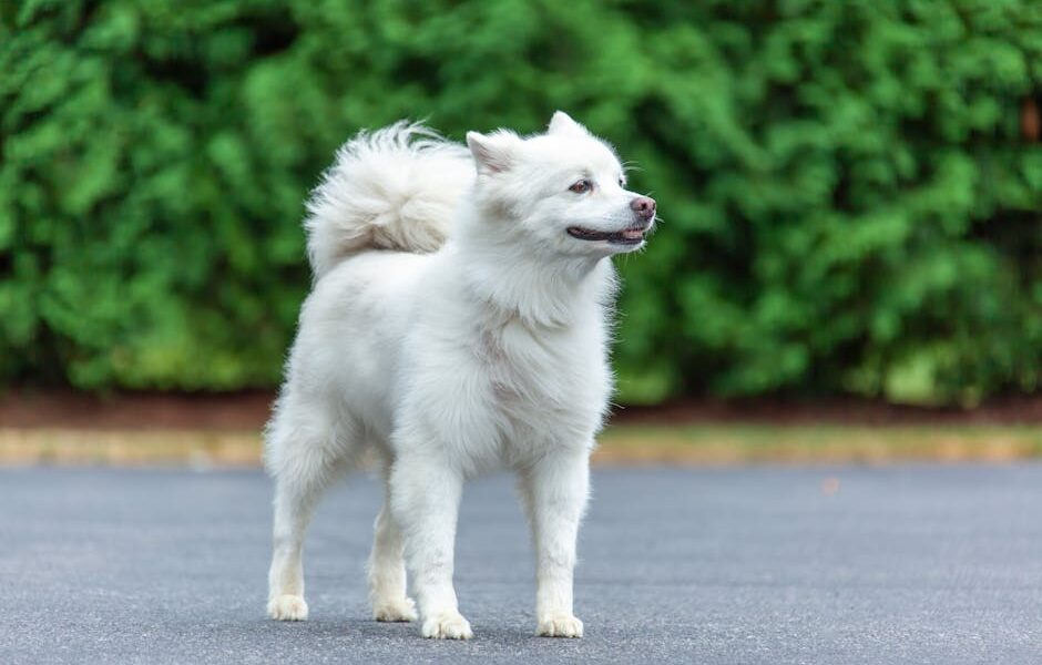 A white American Eskimo dog standing on pavement with a green shrub background.