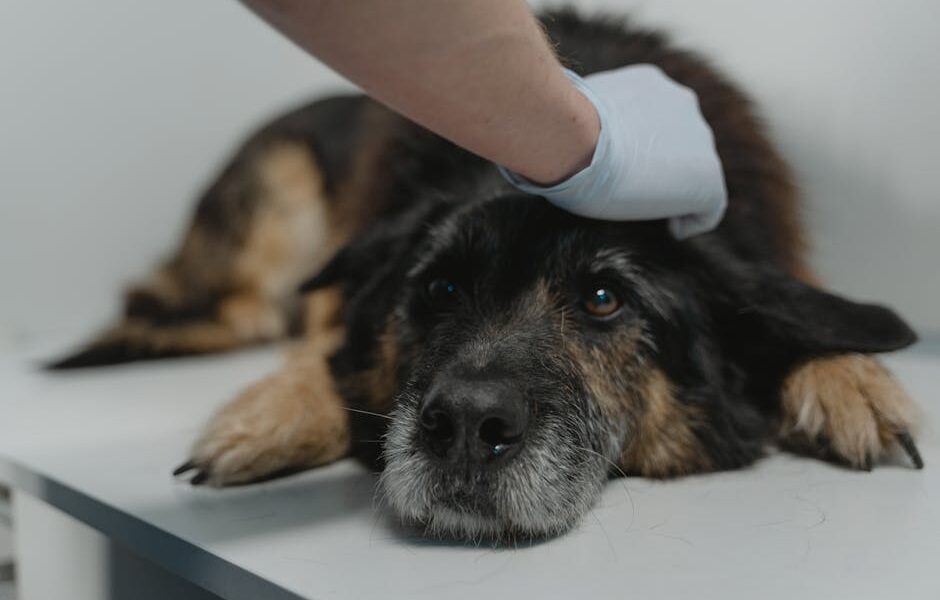 Close-up of a black dog being examined by a veterinarian wearing gloves.
