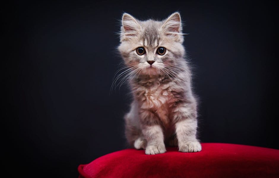 Charming fluffy kitten sitting on a red velvet cushion against a black background.