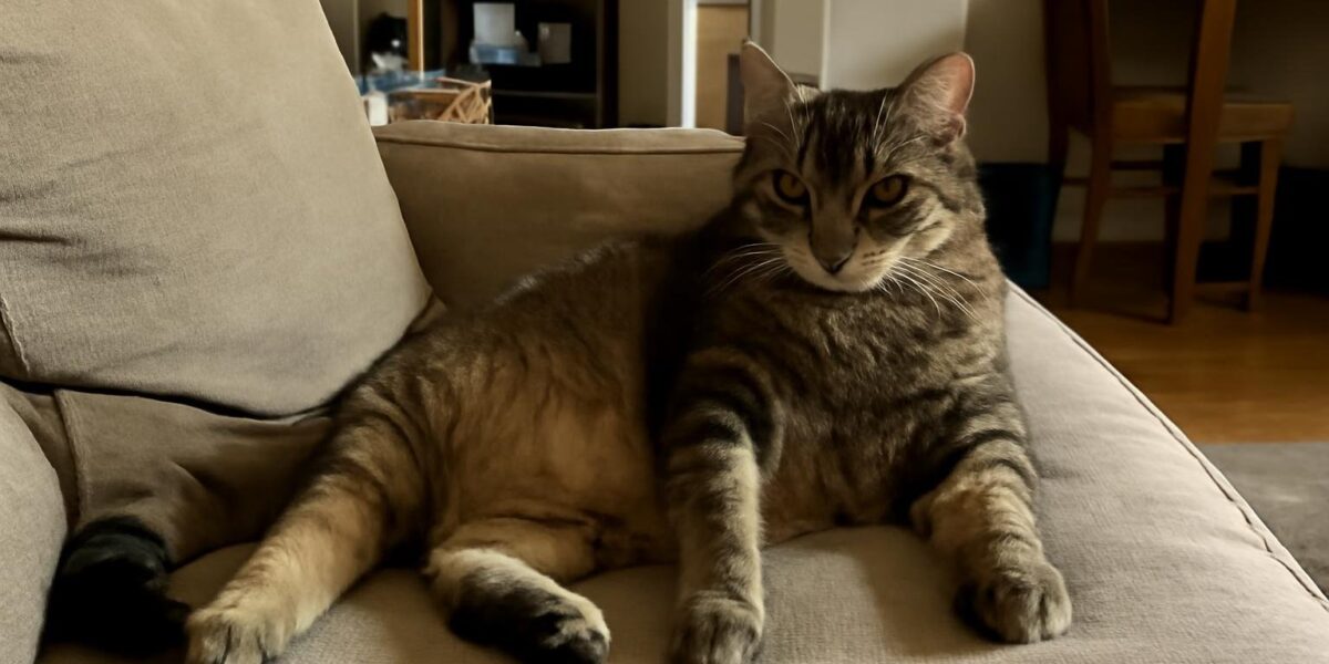 How Do I Get My Cat to Enjoy Being Brushed?