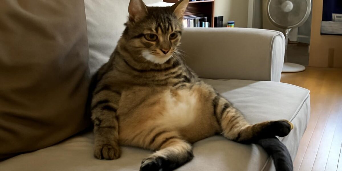 How Do I Get My Cat to Stop Scratching Me?