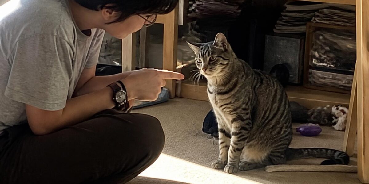 How to Handle a Picky-Eater Cat