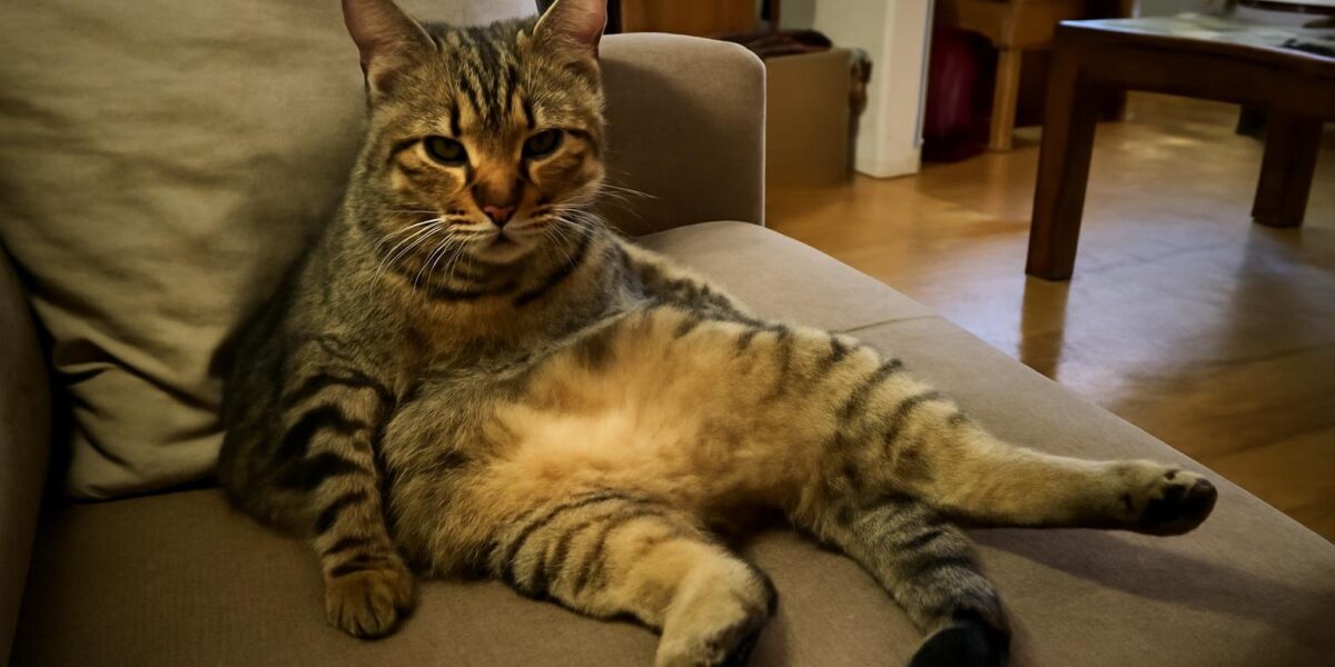 Is It Normal for My Cat to Have Bad Breath?