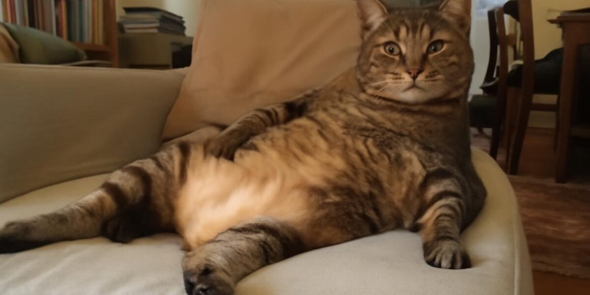 Is It Normal for My Cat to Throw Up After Eating?