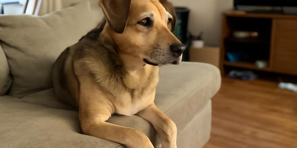 Should I Crate My Dog at Night?