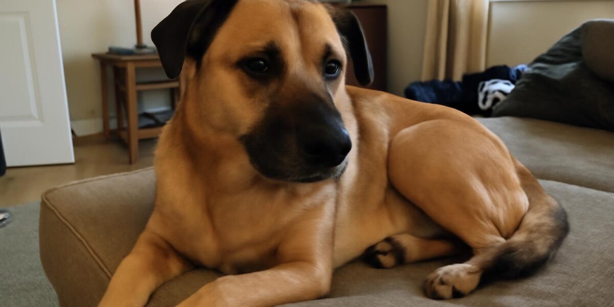 Should I Shave My Dog in Summer?
