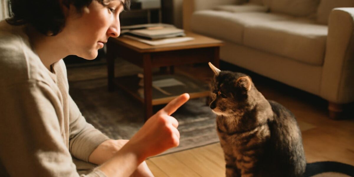 Why Does My Cat Scratch the Window?