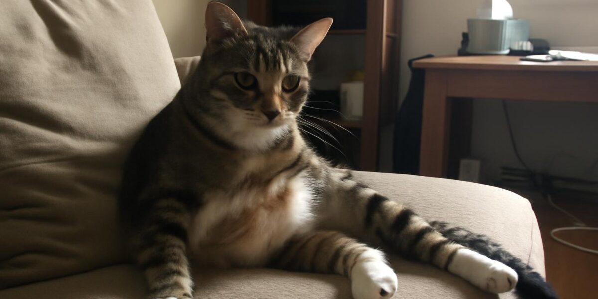 Why Is My Cat Losing Hair on Her Ears?